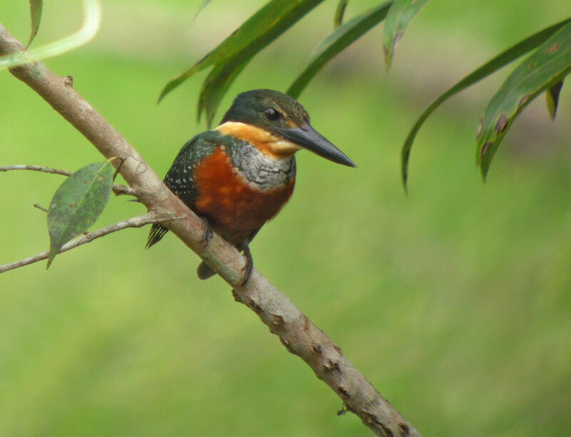 Green-and-rufous Kingfisher