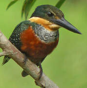 Green-and-rufous Kingfisher