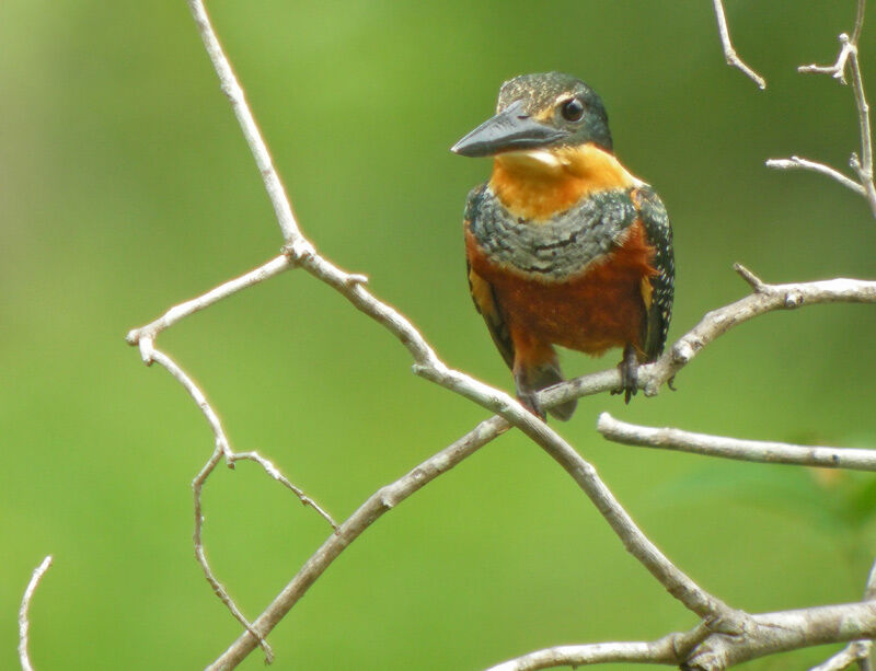 Green-and-rufous Kingfisher