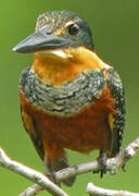 Green-and-rufous Kingfisher