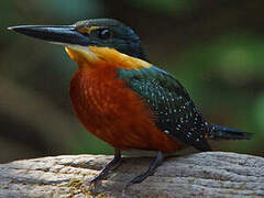 Green-and-rufous Kingfisher