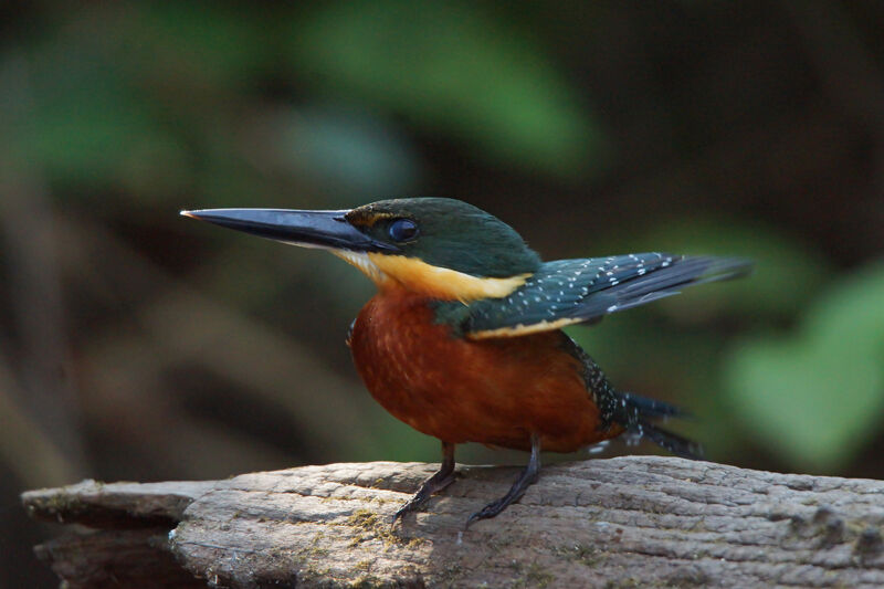 Green-and-rufous Kingfisher