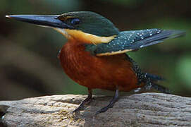 Green-and-rufous Kingfisher