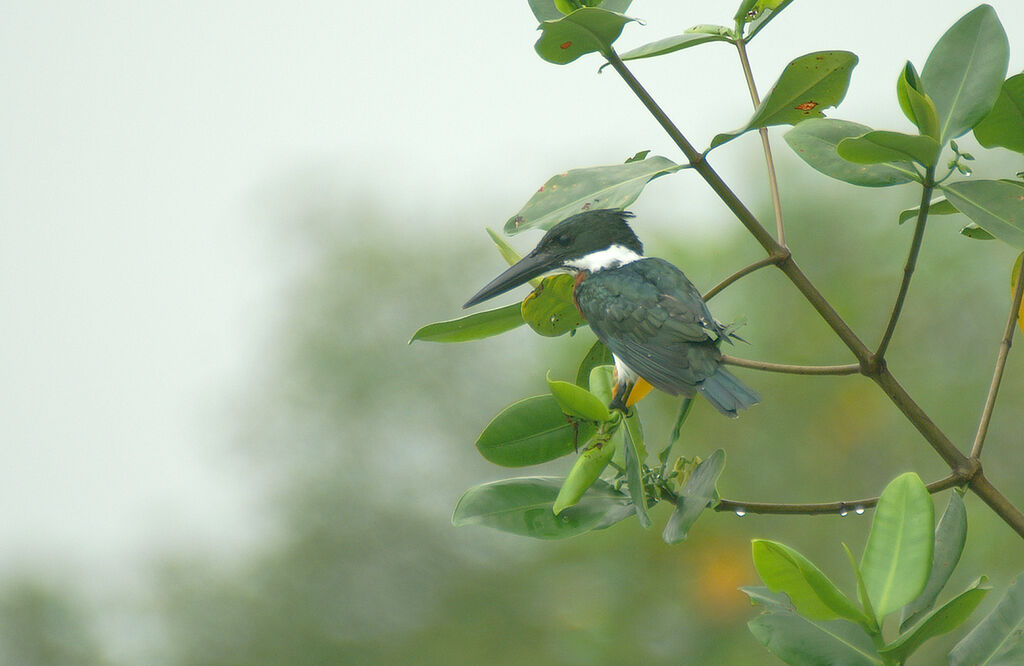 Amazon Kingfisher