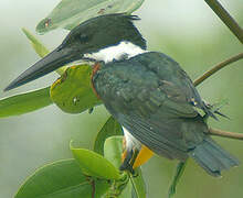 Amazon Kingfisher