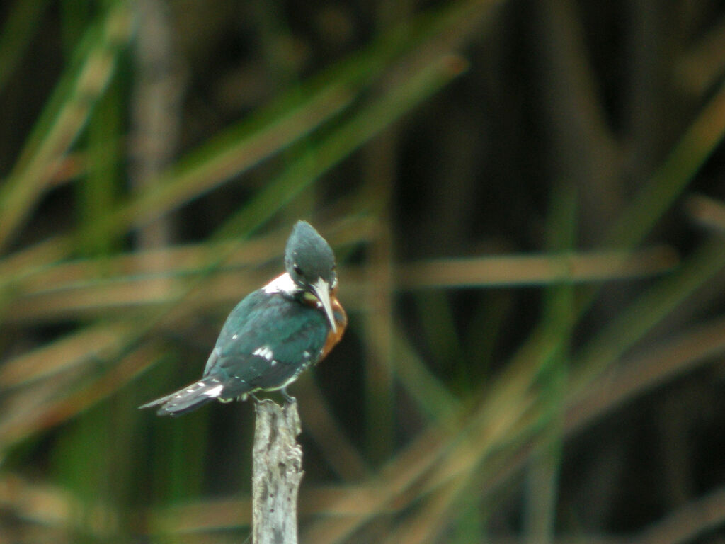 Martin-pêcheur d'Amazonie