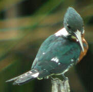 Amazon Kingfisher