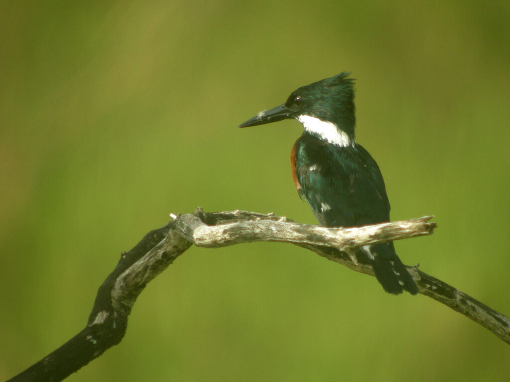 Martin-pêcheur d'Amazonie