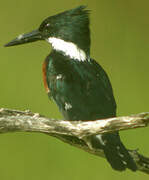 Amazon Kingfisher