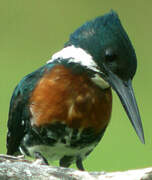 Amazon Kingfisher