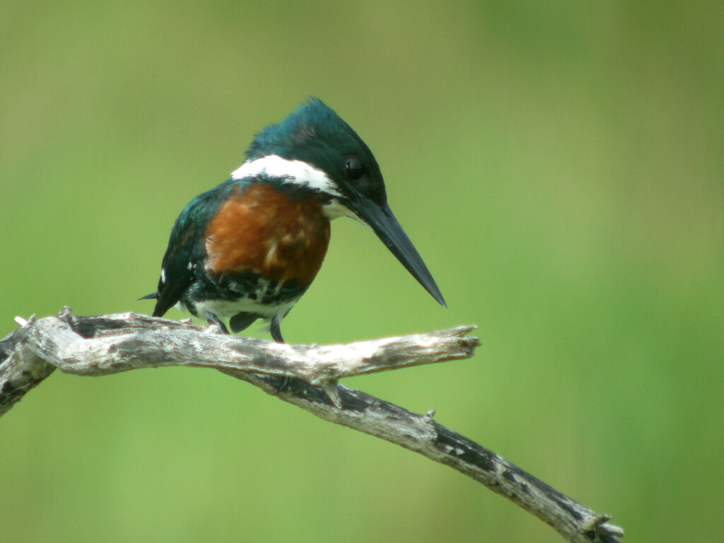 Amazon Kingfisher