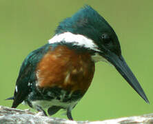 Amazon Kingfisher