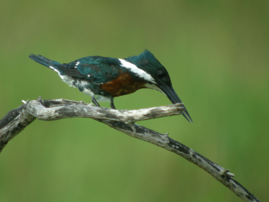 Amazon Kingfisher