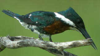 Amazon Kingfisher