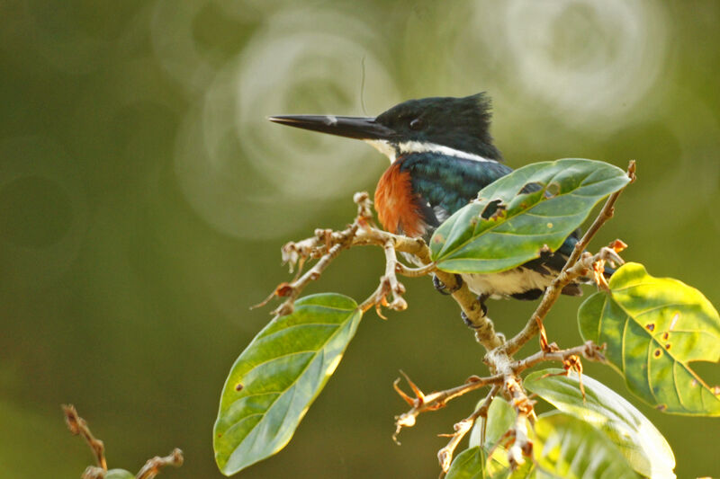 Amazon Kingfisher