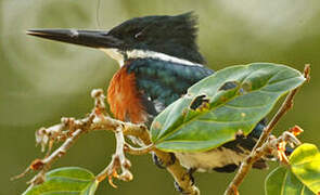 Amazon Kingfisher