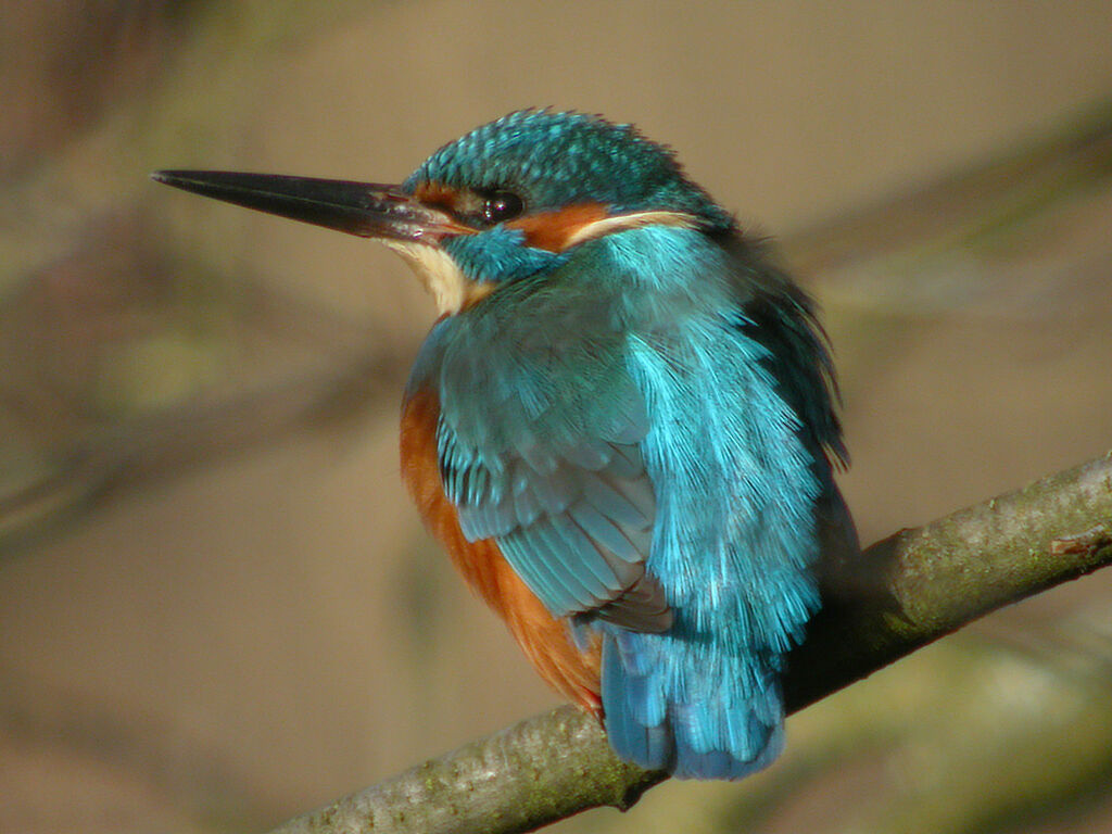 Martin-pêcheur d'Europe