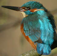 Common Kingfisher