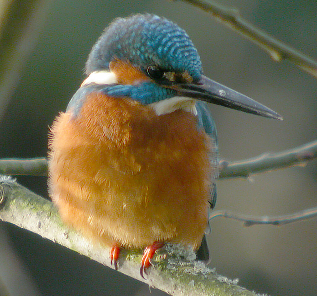 Common Kingfisher