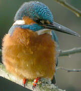 Common Kingfisher