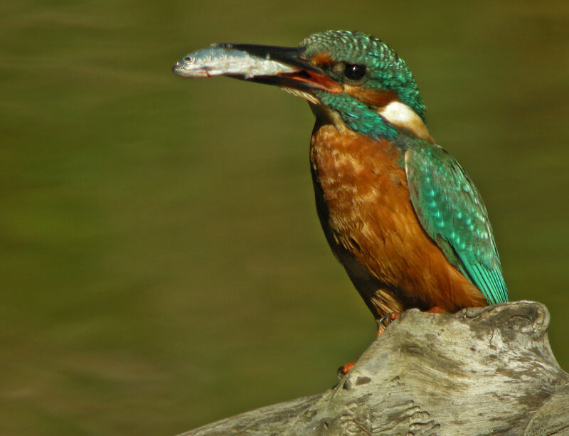 Common Kingfisher