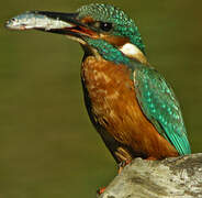 Common Kingfisher