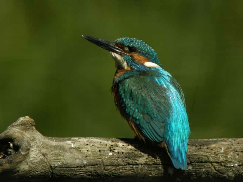 Common Kingfisher