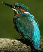 Common Kingfisher