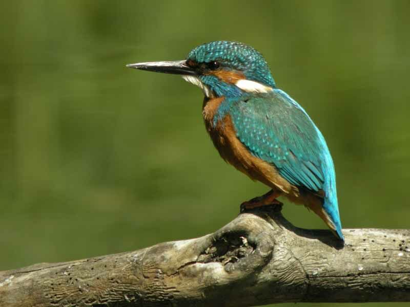 Common Kingfisher