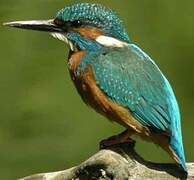 Common Kingfisher