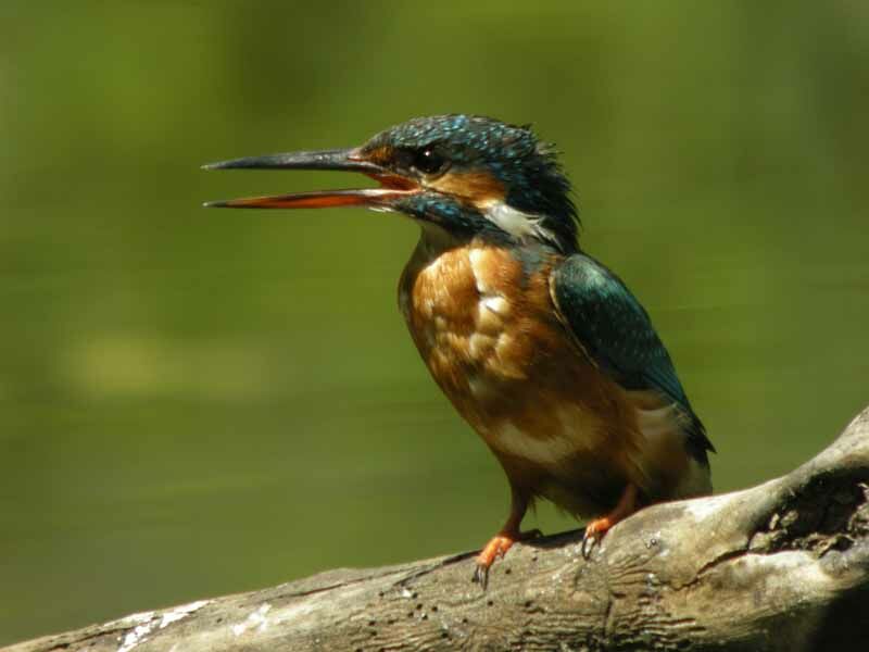 Common Kingfisher