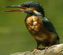 Common Kingfisher