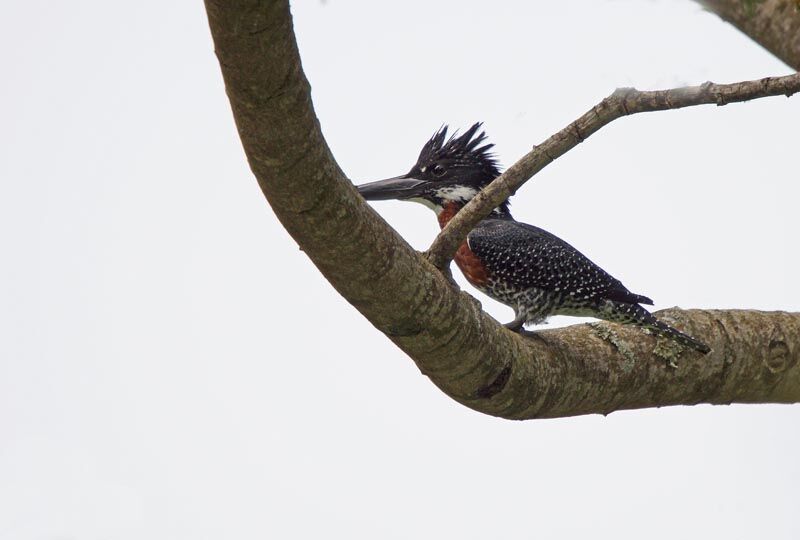 Giant Kingfisher male