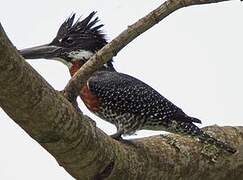 Giant Kingfisher