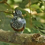 Giant Kingfisher