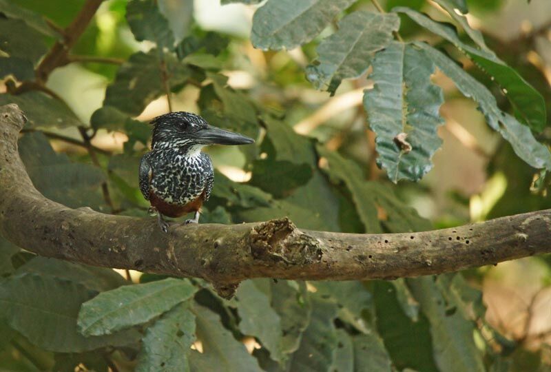 Giant Kingfisher female