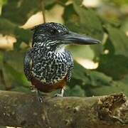 Giant Kingfisher