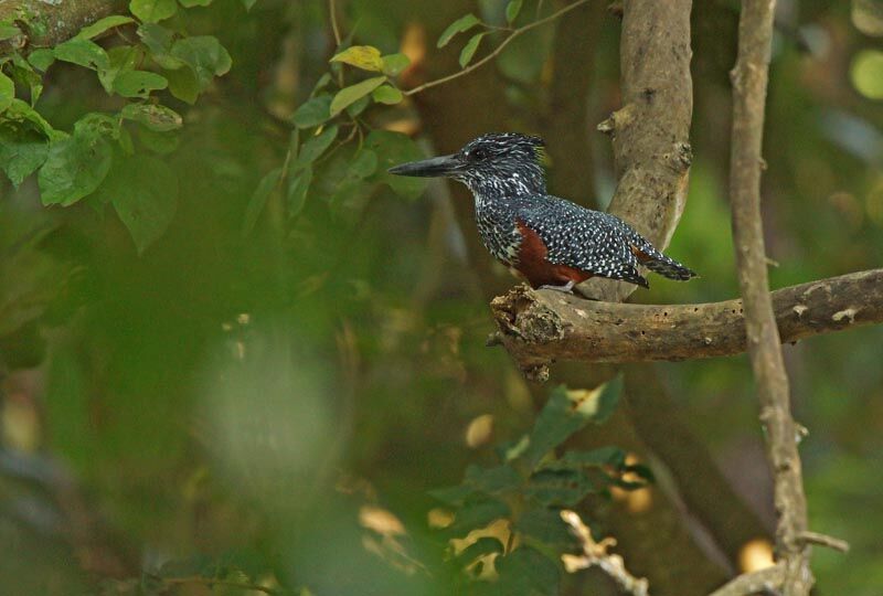 Giant Kingfisher female