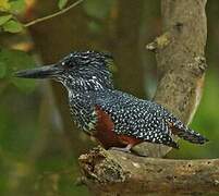 Giant Kingfisher