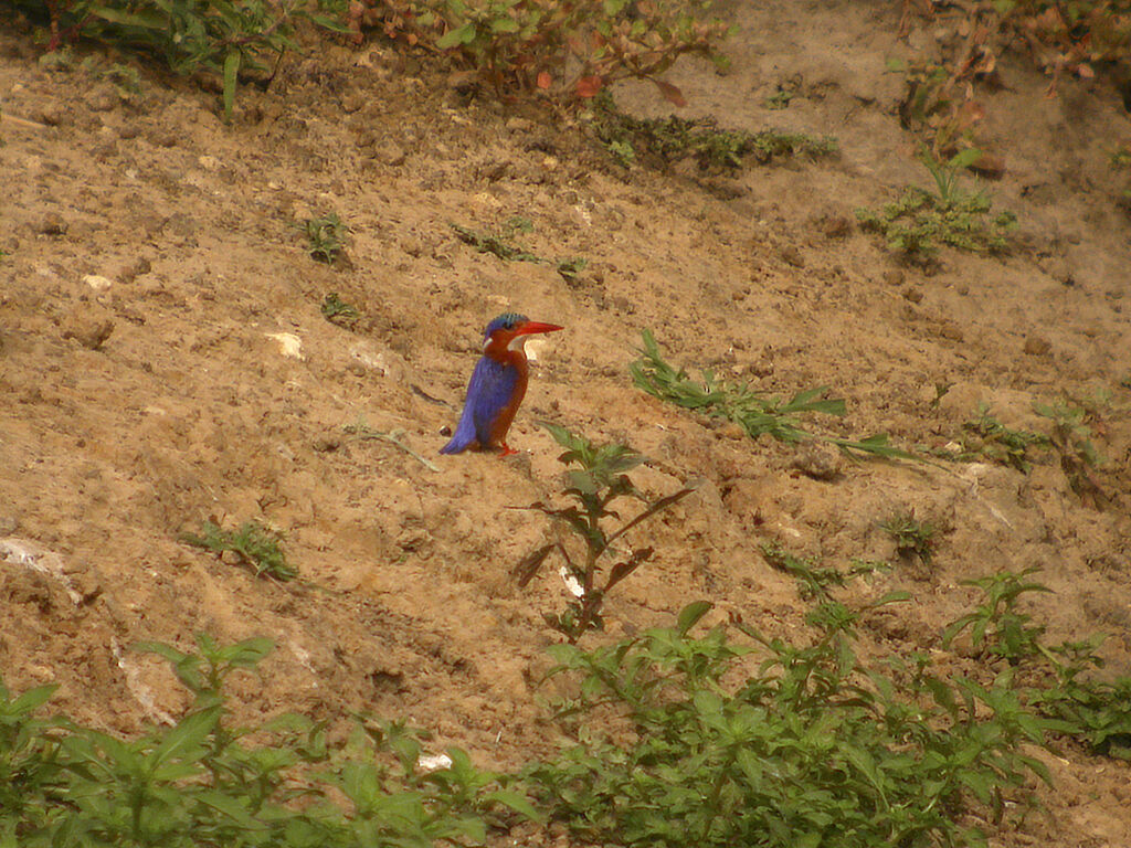 Malachite Kingfisher