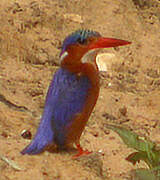 Malachite Kingfisher