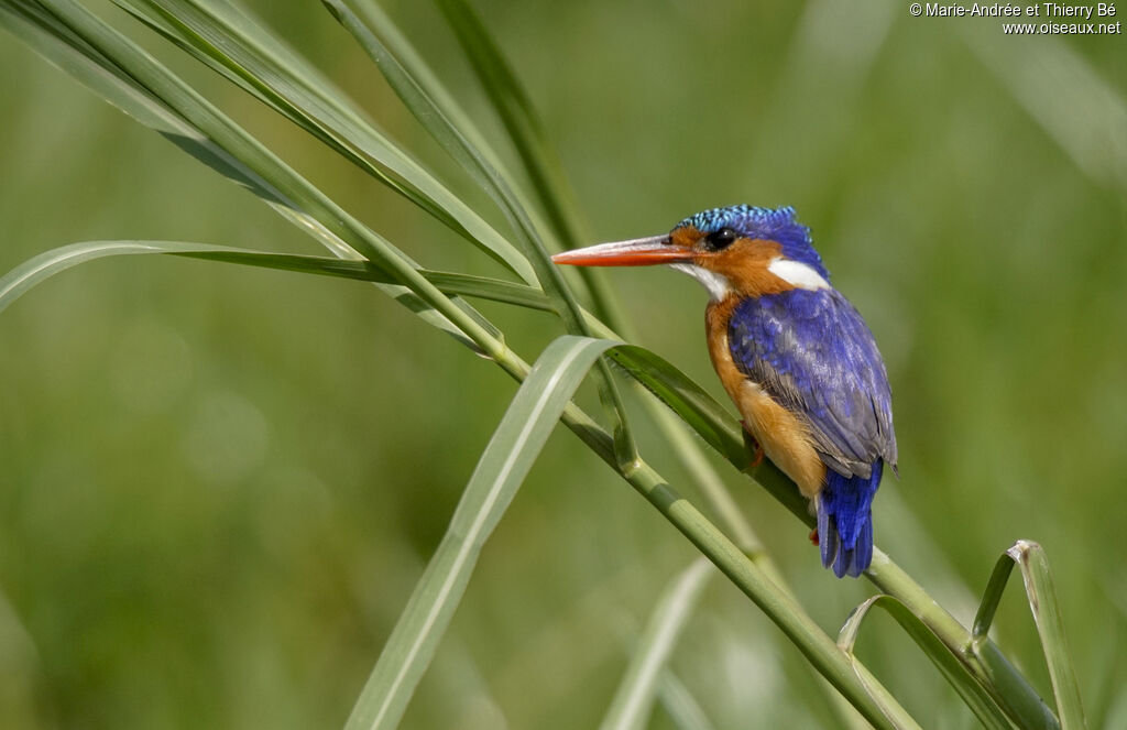 Malachite Kingfisher