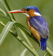 Malachite Kingfisher