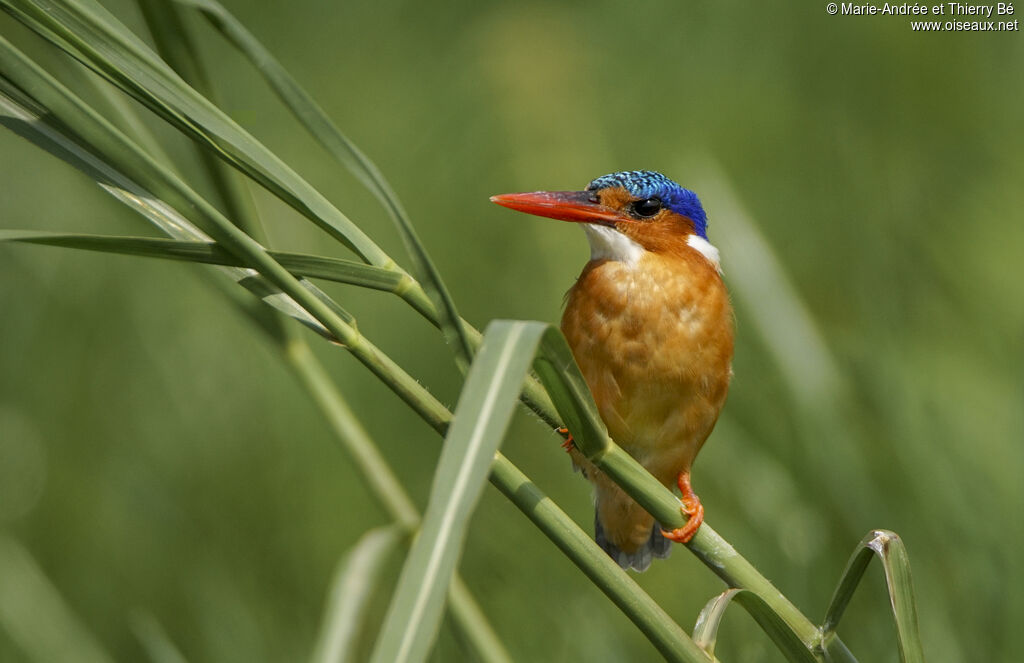 Malachite Kingfisher