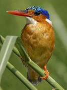 Malachite Kingfisher