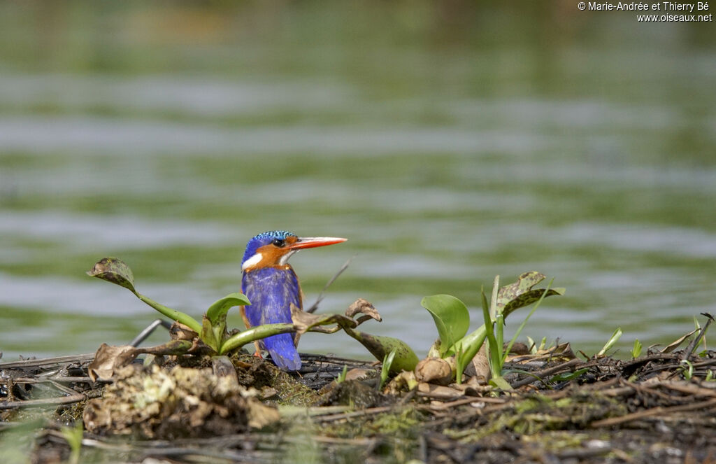 Malachite Kingfisher