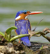 Malachite Kingfisher