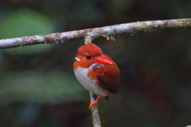 Madagascan Pygmy Kingfisher