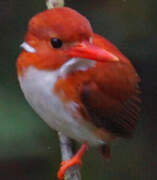 Madagascan Pygmy Kingfisher