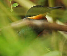 American Pygmy Kingfisher